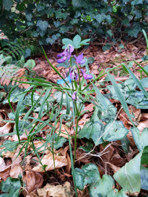 Lathyrus vernus Absaat Blaulichter sehr fein HG.jpg
