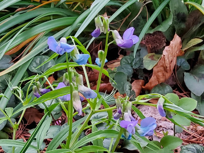 Lathyrus vernus Absaat Blaulichter fein HG.jpg