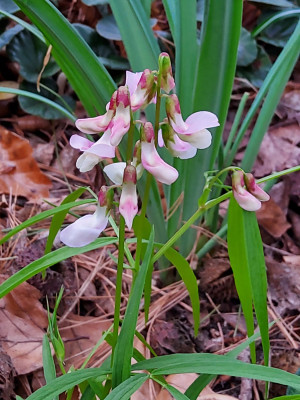 Lathyrus vernus blinder Passagier Ulrich.jpg