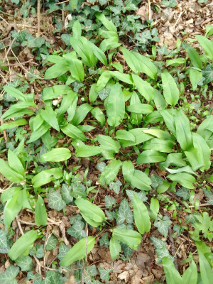 Bärlauch