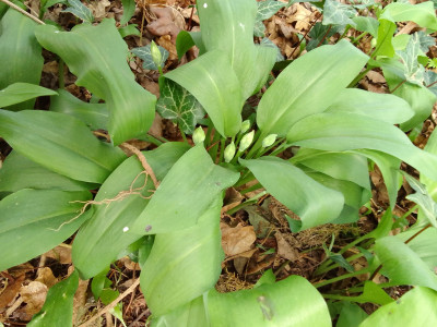 Bärlauch
