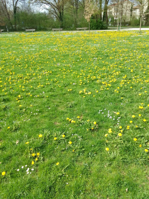 Löwenzahn im Vollmarpark