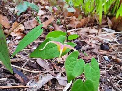 Epimedium Sämling rechts hinter Moulin Rouge.jpg
