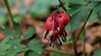 Dicentra spectabilis Valentine
