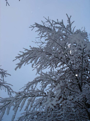 schneezweige.jpg