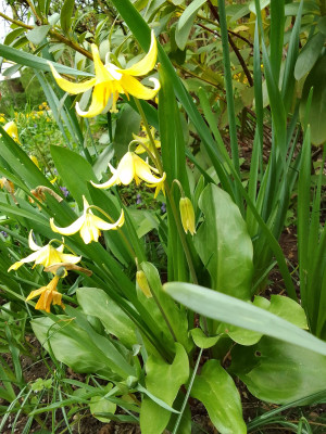 Erythronium Pagoda