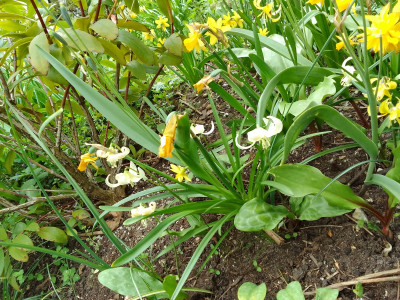 Erythronium White Beauty