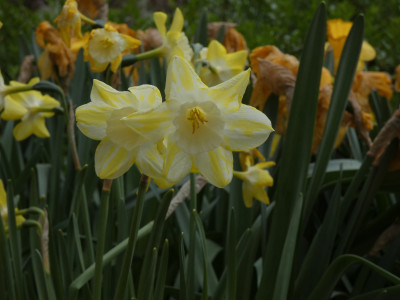 P1020431.JPG