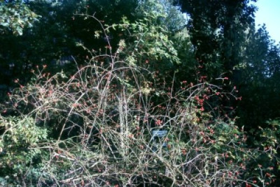 Hundsrose_Habitus.JPG