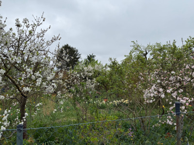 IMG_9100.jpeg