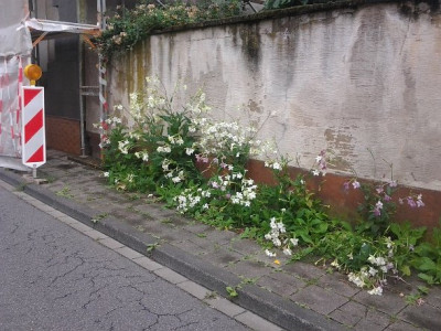 Stadtnatur Tabak.jpg