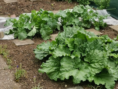 Cima di rapa 106 20250418.jpeg