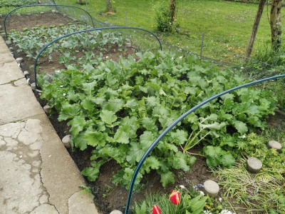 Cima di rapa 20250418.jpeg