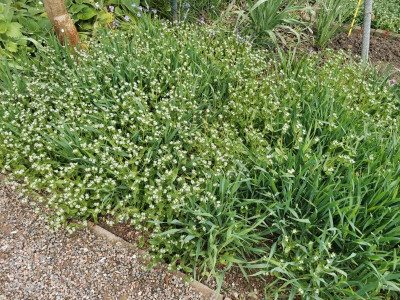 Feldsalat Blüte Vorbeet.jpeg