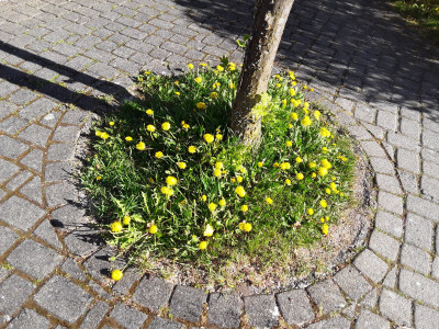 Löwenzahn