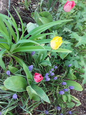Tulpen ohne Namen