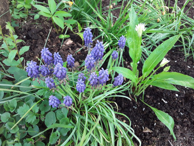 Muscari armeniacum