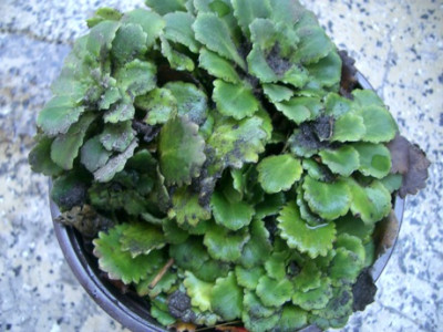 IMGP6474.JPG