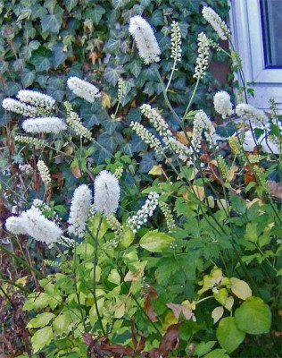 Cimicifuga-white-pearl.jpg