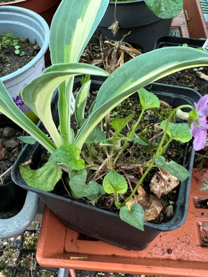 Little Treasure  &amp; Viola ?