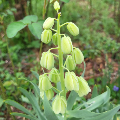 Ivory Bells