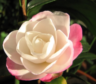 20.10.08_1572_camellia_paradise_blush90.JPG