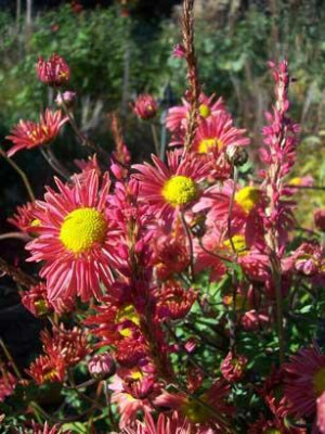 chrysanthemumpolygonum_web.jpg