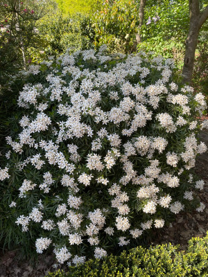 Choisya White Dazzler 2 April 2025.jpg