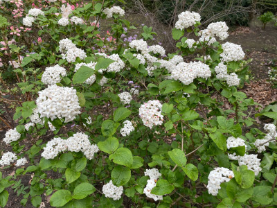 Viburnum carlcephalum April 2024.jpg