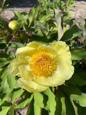 Paeonia mlokosewitschii Gelb April 2025.jpg