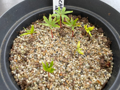 Pterocarya macroptera insignis Germination April 2025.jpg