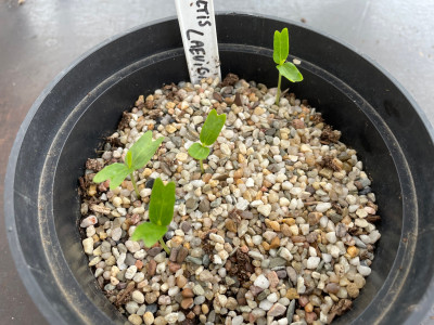 Celtis laevigata Germination April 2025.jpg