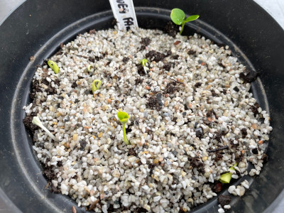 Decaisnea fargesii Germination April 2025.jpg