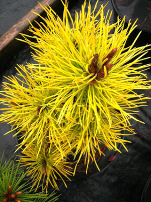 pinus_contorta_chief_joseph.jpg