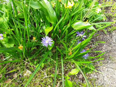 Anemone blanda