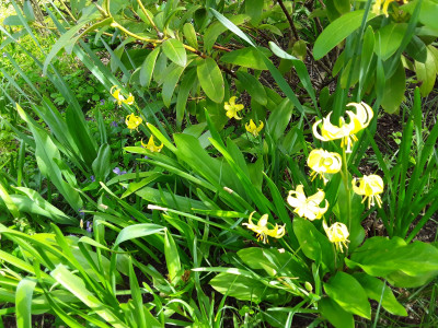 Erythronium Pagoda