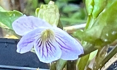V. betonicifolia var. albescens