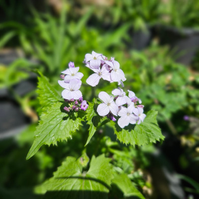 Lunaria rediviva 20250412_124536.jpg