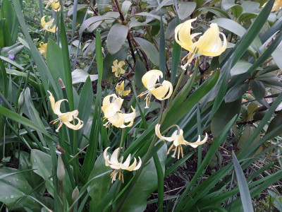 Erythronium Pagoda
