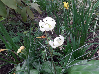 Erythronium White Beauty