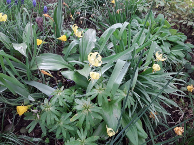 Erythronium u.a.