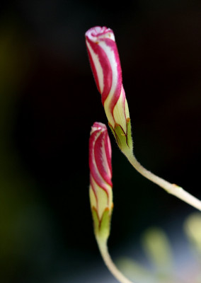 St_Oxalisversicolor27098.jpg