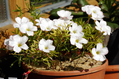 Oxalisversicolor20108.jpg