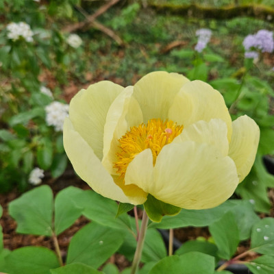 Paeonia mlokosewitschii 20250418_153514.jpg