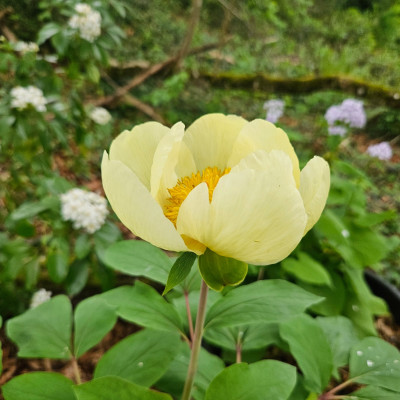 Paeonia mlokosewitschii 20250418_153511.jpg