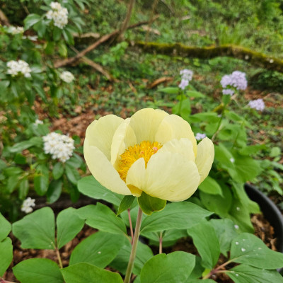 Paeonia mlokosewitschii 20250418_153502.jpg