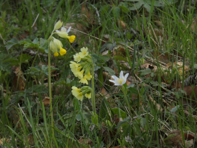 P1020544.JPG