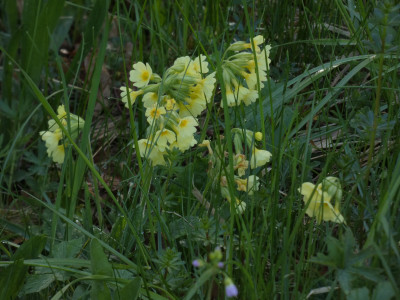 P1020500.JPG
