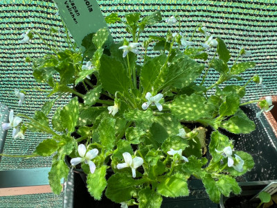Viola 'noch unklar'