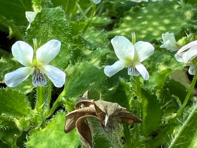 Viola 'noch unklar'